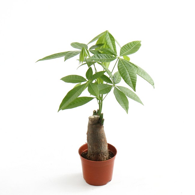 빛이 부족해도 괜찮아요! 갑조네음지식물, 실패 없는 반려식물 생활의 시작